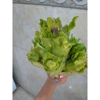 cải mầm đá  Sapa 1 kg