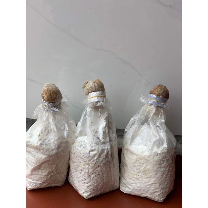 MEO GIỐNG NẤM SÒ (có sẵn 600gr làm ra 12 phôi)