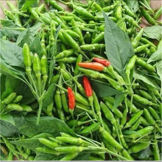 1kg Ớt Xiêm Rừng Tây Nguyên. Siêu Thơm - Siêu Giòn - Siêu Cay]. Ăn là mê