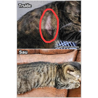 Xịt viêm da thảo dược cho chó mèo