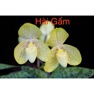 chậu Lan Hài Vệ Nữ, cocci, gấm, Táo thuần chậu