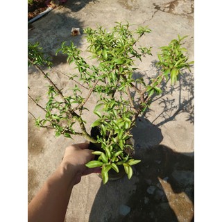Cây Mai Chiếu Thủy - cây cảnh bonsai