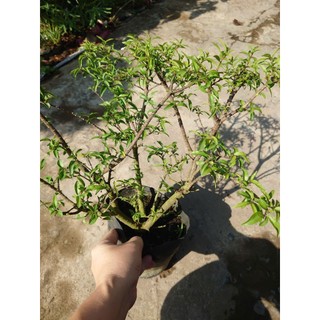 Cây Mai Chiếu Thủy - cây cảnh bonsai