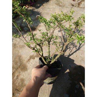 Cây Mai Chiếu Thủy - cây cảnh bonsai