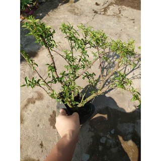 Cây Mai Chiếu Thủy - cây cảnh bonsai