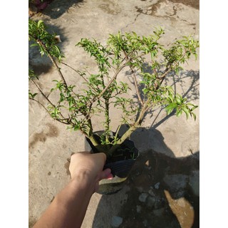 Cây Mai Chiếu Thủy - cây cảnh bonsai