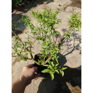 Cây Mai Chiếu Thủy - cây cảnh bonsai