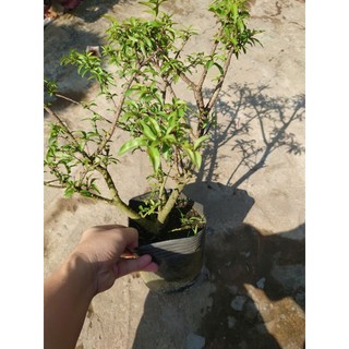 Cây Mai Chiếu Thủy - cây cảnh bonsai