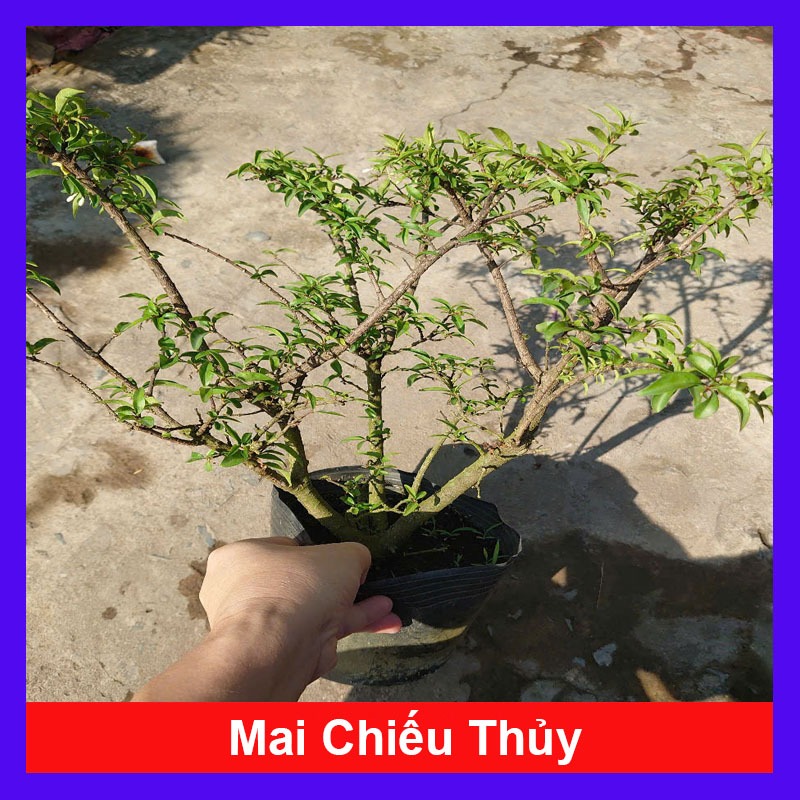 Cây Mai Chiếu Thủy - cây cảnh bonsai