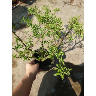 Cây Mai Chiếu Thủy - cây cảnh bonsai