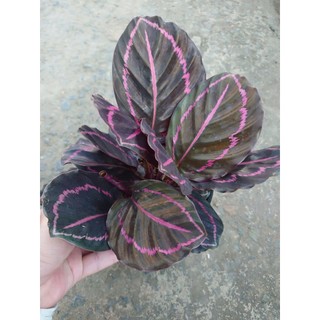 Cây đuôi công tím - cây cảnh để bàn