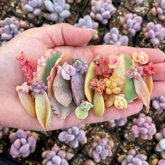 Lá mầm Sen Đá Mộc Châu (đủ rễ và mầm con) có giấy hướng dẫn trồng