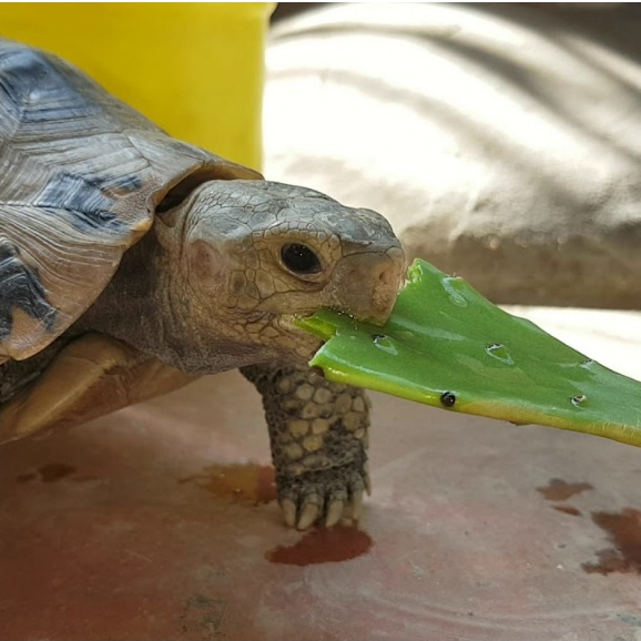 XƯƠNG RỒNG CHO RÙA CẠN SULCATA, SAO ẤN ĐỘ LEOPARD RADIATED ALDABRA TORTOISE BÒ SÁT