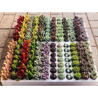 Hạt Giống Sen Đá Mỹ Mix Mini Gói Chính Hãng Chất Lượng Cao