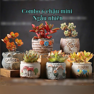 Sét 6 chậu ngẫu nhiên trồng cây cảnh, sen đá, xương rồng cây mini