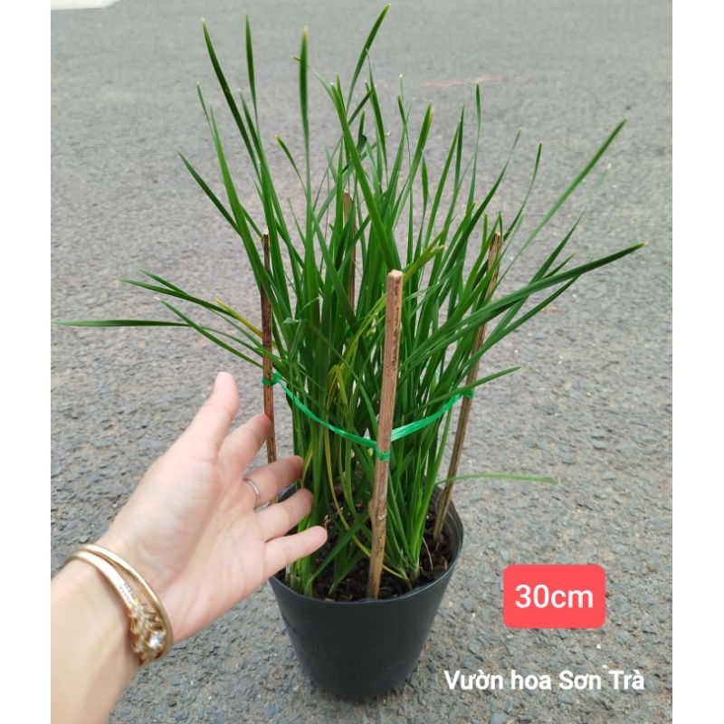 (VHST giao trong ngày) RAU CÁC LOẠI - CÂY RAU HẸ.