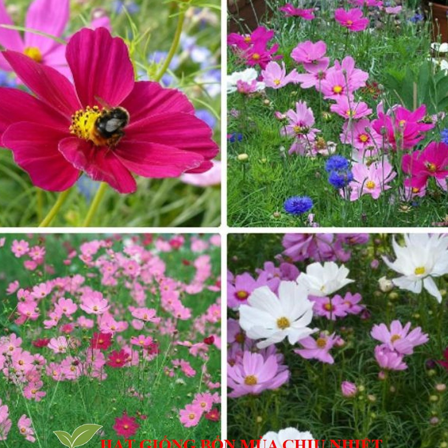 Hạt Giống Hoa Cánh Bướm Cúc Cánh Bướm Nảy Mầm 90% CHÍNH HÃNG CHẬT LƯỢNG CAO