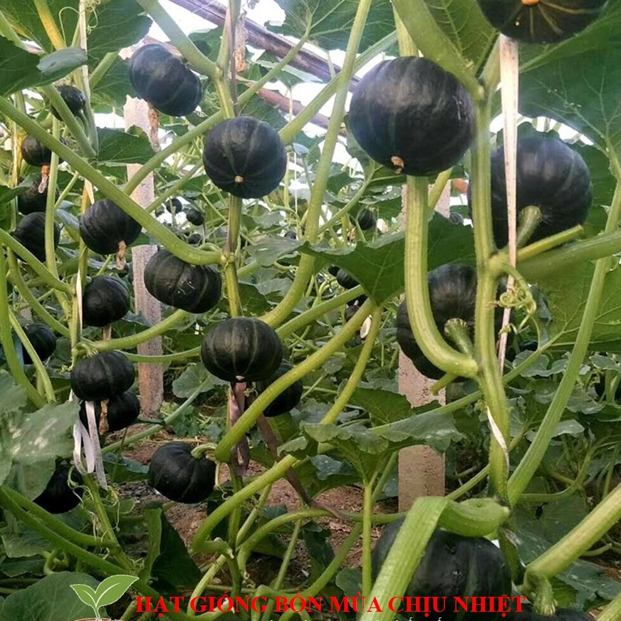 Bí đỏ da xanh siêu ngọt 10 hạt Hàng Công Ty