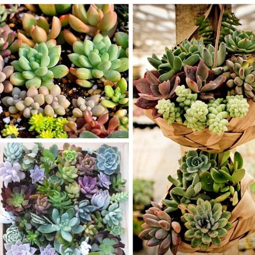 Hạt Giống Sen Đá Mỹ Mix Mini Gói Chính Hãng Chất Lượng Cao