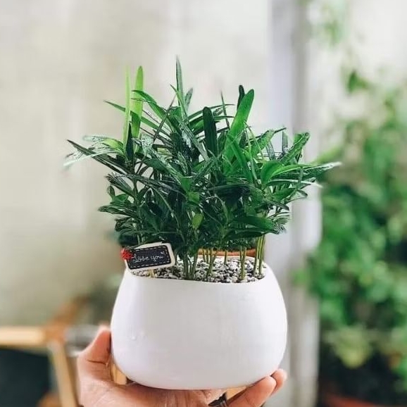 Chậu Tùng vạn niên mini để bàn