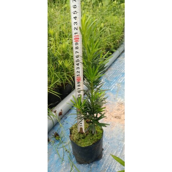 Tùng la hán cây giống cao 30cm