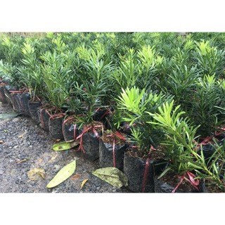 Tùng la hán cây giống cao 30cm