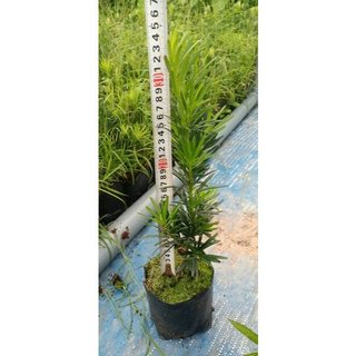 Tùng la hán cây giống cao 30cm