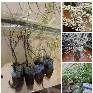 COMBO 5 BẦU GIỐNG HOA TUYẾT MAI TRẮNG ( gửi cây như ảnh 1.2)