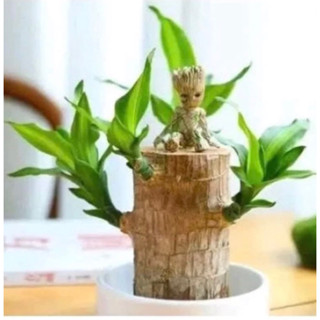 [Mua 20 khúc tặng 2] tiểu cảnh thiết mộc lan để bàn ( cây giống k kèm chậu dài 10-20 cm) cây chưa có mầm