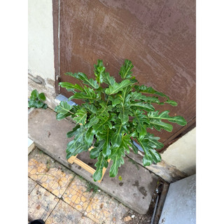 Cây trầu bà chân vịt philodendro xanadu