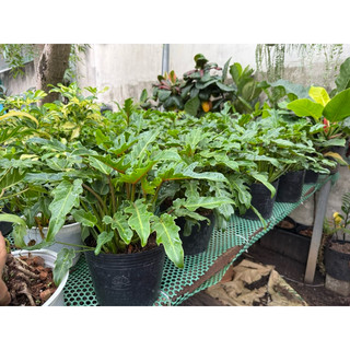 Cây trầu bà chân vịt philodendro xanadu
