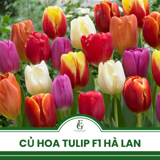 Củ hoa Tulip Hà Lan Jan De Wit giống F1 - Size 11/12 - Sẵn mầm và được chọn màu - Tặng gói ngừa nấm