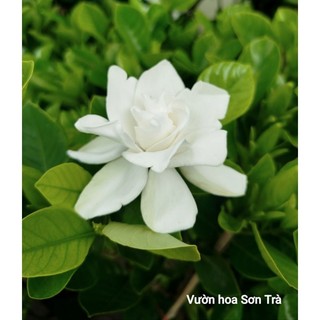 (VHST giao trong ngày) CÂY HOA DÀNH DÀNH (BẠCH THIÊN HƯƠNG) hoa kép, rất thơm.