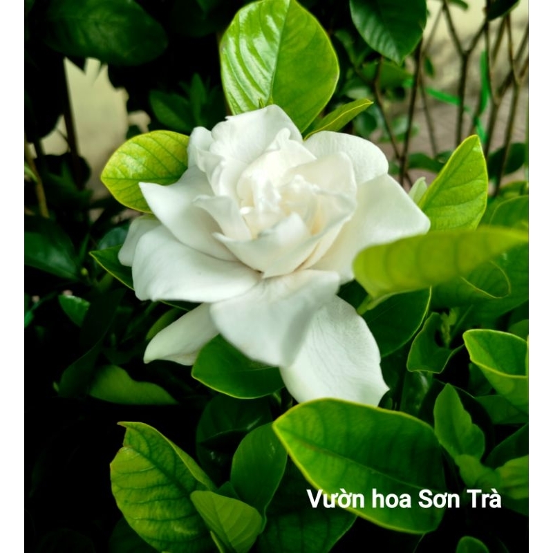 (VHST giao trong ngày) CÂY HOA DÀNH DÀNH (BẠCH THIÊN HƯƠNG) hoa kép, rất thơm.