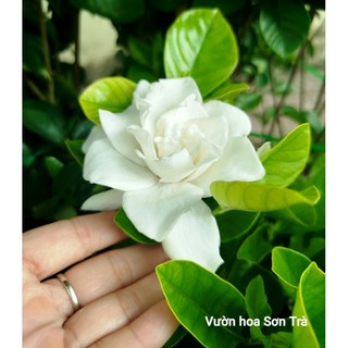 (VHST giao trong ngày) CÂY HOA DÀNH DÀNH (BẠCH THIÊN HƯƠNG) hoa kép, rất thơm.