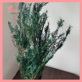  Lá hoàng kim khô - Lá hoa khô decor decor sáp thơm nến thơm đổ resin làm thủ công - Hoa khô Hara 