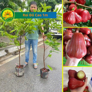  Cây giống Roi  mận  choai cây cao lớn thời gian thu hoạch nhanh gấp đôi so với cây giống nhỏ 