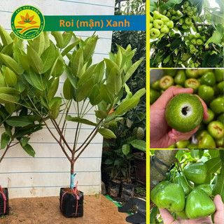  Cây giống Roi  mận  xanh choai cây cao lớn giống roi đang được nhiều người tìm trồng 