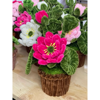 (Tặng túi + thiệp) chậu hoa sen kẽm Nhung để bàn, làm quà tặng (size nhỏ)
