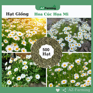 Hạt Giống Hoa Cúc Họa Mi - Gói 500 Hạt - AZ Farming