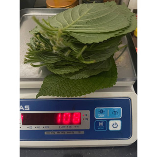 [ CHỈ GIAO KHU VỰC PHÍA NAM ]sỉ lá mè tươi Hàn quốc 100g  được (45-50lá)