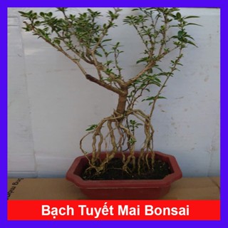 Bạch Tuyết Mai - Cây cảnh Bonsai để bàn