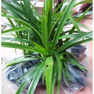 Combo 5 Cây Dứa Thơm Giống/ Cây Lá Nếp Thơm, mua 10 tặng 1