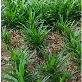 Combo 5 Cây Dứa Thơm Giống/ Cây Lá Nếp Thơm, mua 10 tặng 1