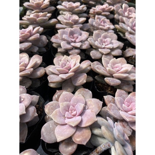 Cây sen đá đĩa ánh hồng🌵 ❣ [Chính hãng]⚡ [Ảnh thật] ❤ [FreeShip] ✈ [Có sẵn]