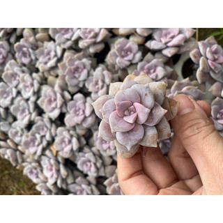 Cây sen đá đĩa ánh hồng🌵 ❣ [Chính hãng]⚡ [Ảnh thật] ❤ [FreeShip] ✈ [Có sẵn]