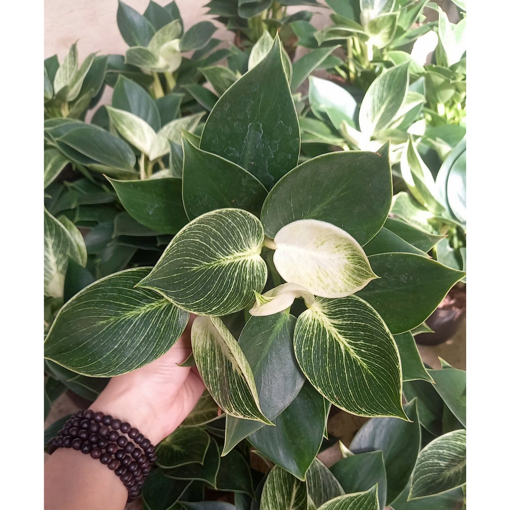 Trầu bà Đế Vương Kim Cương - Philodendron Birkin