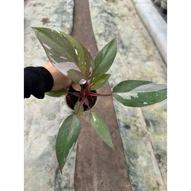 Philodenron Red anderson khỏe đẹp