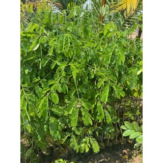 cây me tây cao từ 80cm
