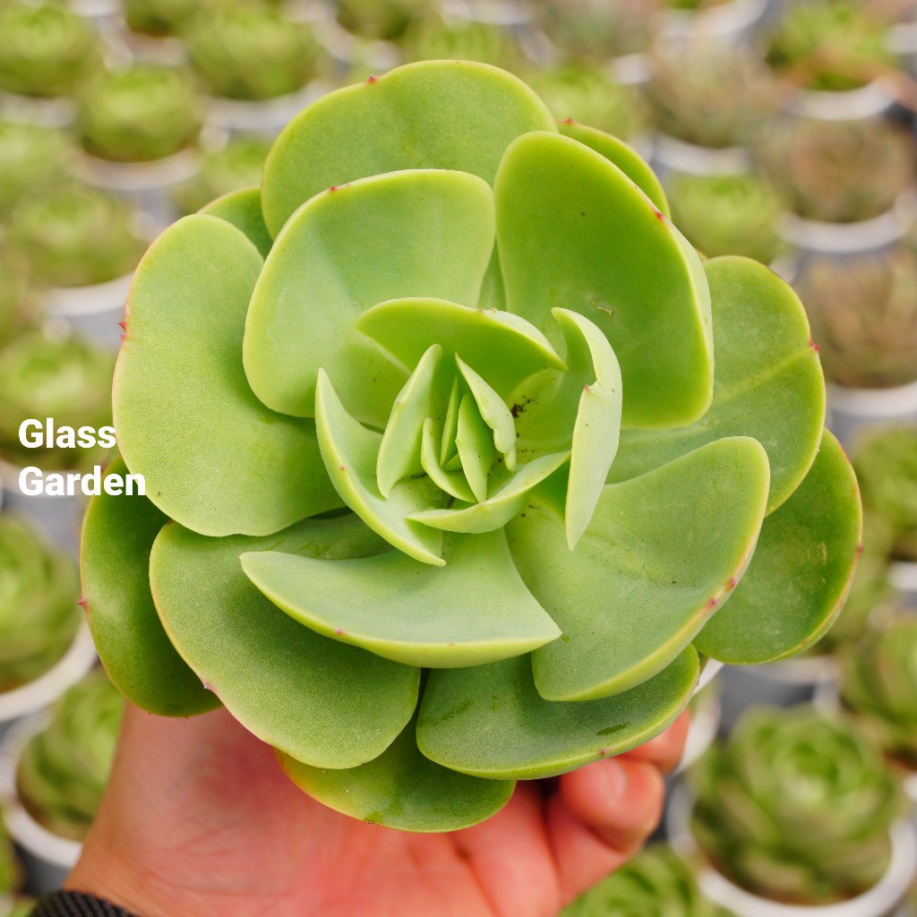 Sen đá Bèo Pháp chậu trung 9cm Glass Garden